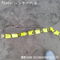 マゴチ