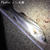 スズキ　（フッコ）
