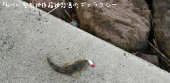 マゴチ