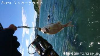 マダイ