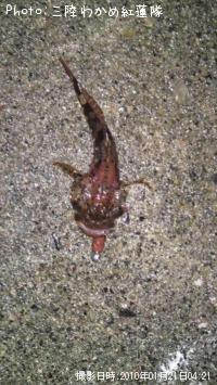 カジカ