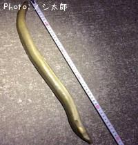 うなぎ