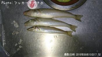 鱚