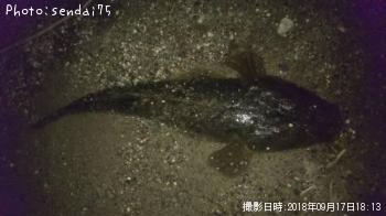 マゴチ