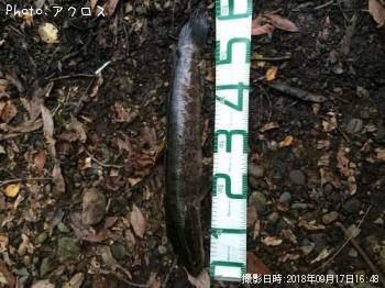 雷魚