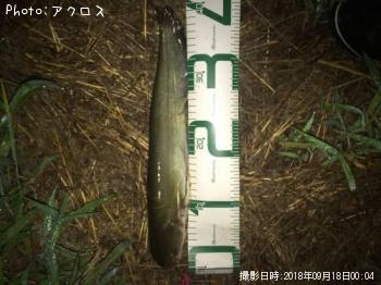 マナマズ