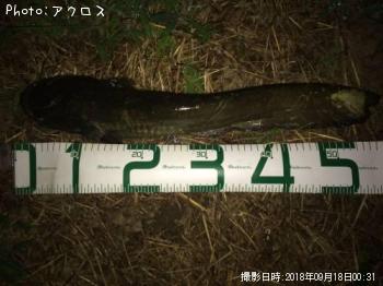 マナマズ