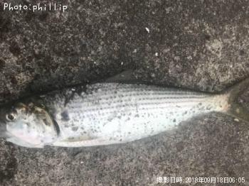 コノシロ