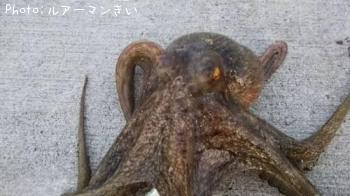 マダコ
