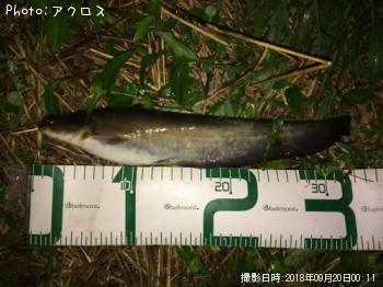 マナマズ