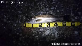 シーバス