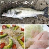 シーバス