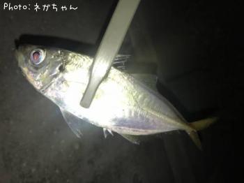 アジ
