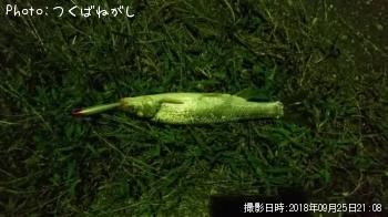 鯏