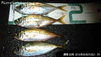 アジ