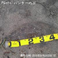 ヒラメ