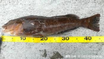 ʥ