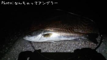 シーバス