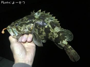 タケノコメバル