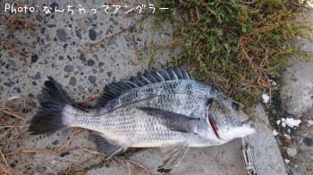 クロダイ