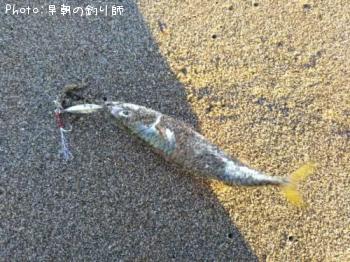 サバ