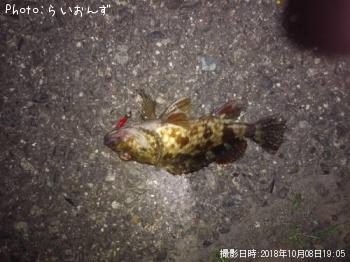 カサゴ