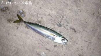 サバ