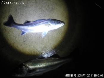 シーバス