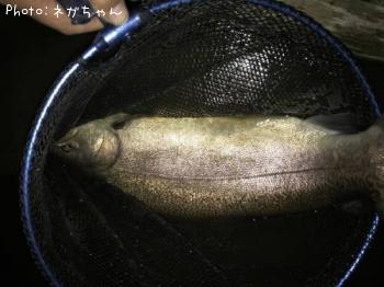 ロックトラウト