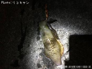 アオリイカ
