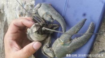 ザリガニ
