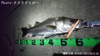 シーバス