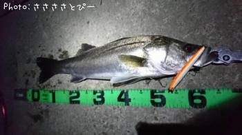 シーバス