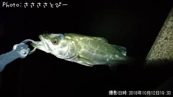 シーバス