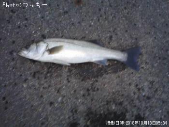 シーバス