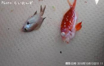 ޥϥ