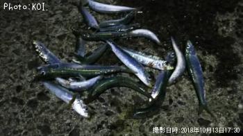 イワシ
