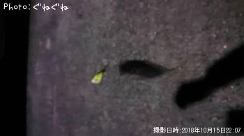 アジ