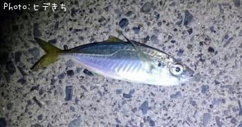 アジ