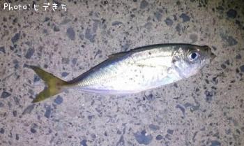 アジ