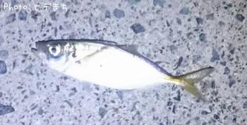 アジ