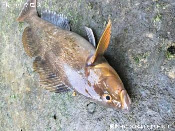 ʥ