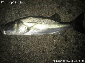 セイゴ