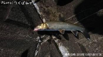 ˥
