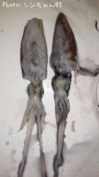 アオリ、コウイカ
