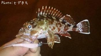カサゴ