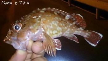 カサゴ
