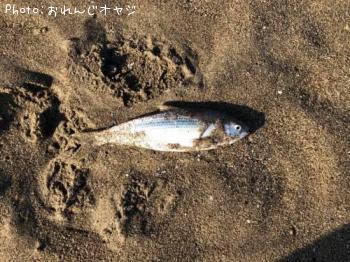コノシロ