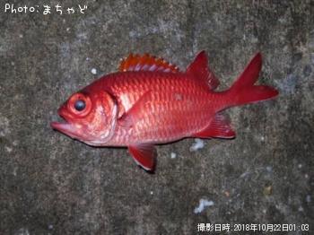 ミンタマーアカイユ【クロオビマツカサ】