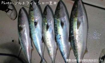 はまち